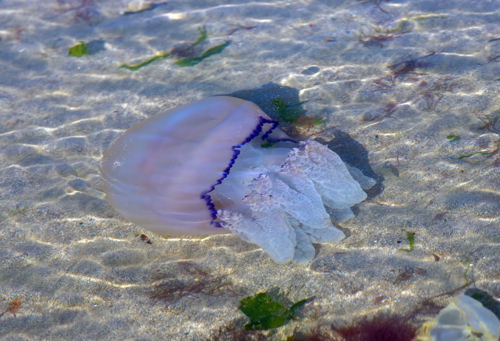 🐡 Как бороться с медузами в Азовском море - обсудили на заседании Азово-Черноморского научно-промыслового совета.